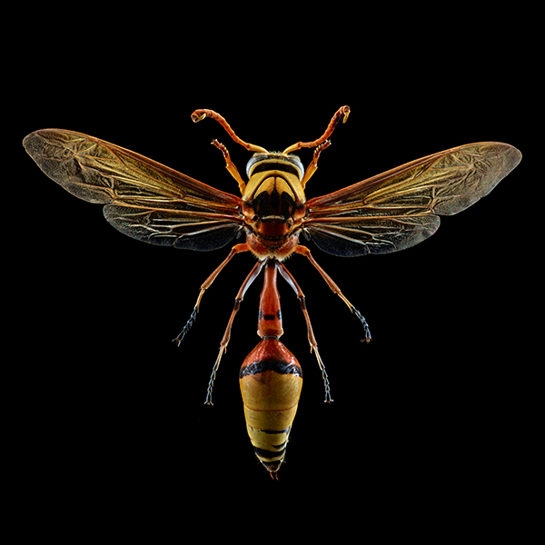 Microsculpture - The Insect Portraits Of Levon Biss