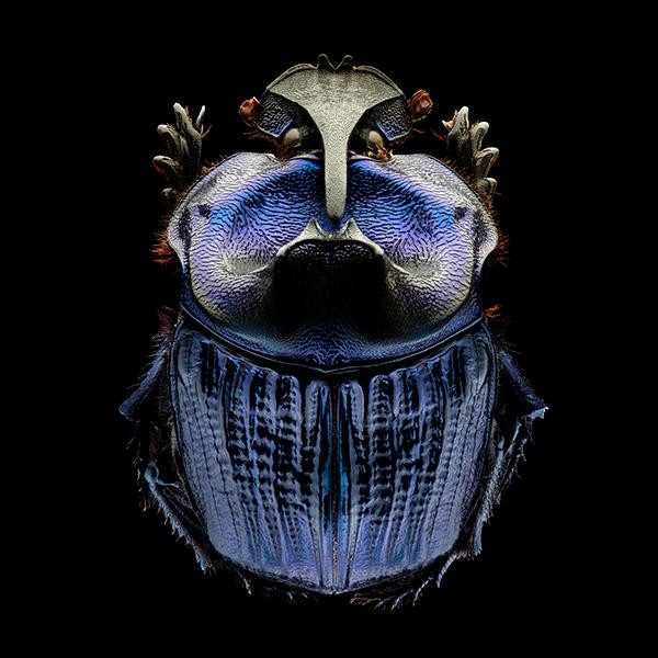 Amazonian Purple Warrior Scarab