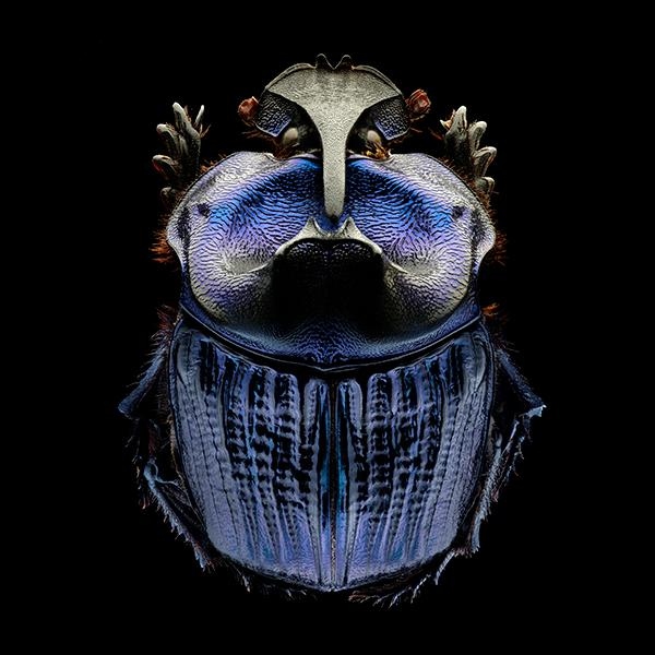 Amazonian Purple Warrior Scarab