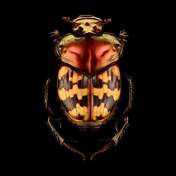 Splendid Necked Dung Beetle